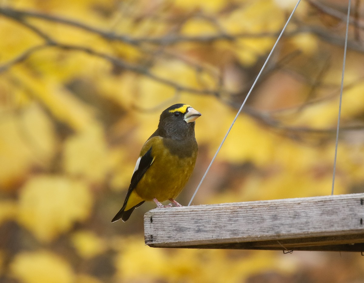 Mokolodi bekainoria - ML644681061