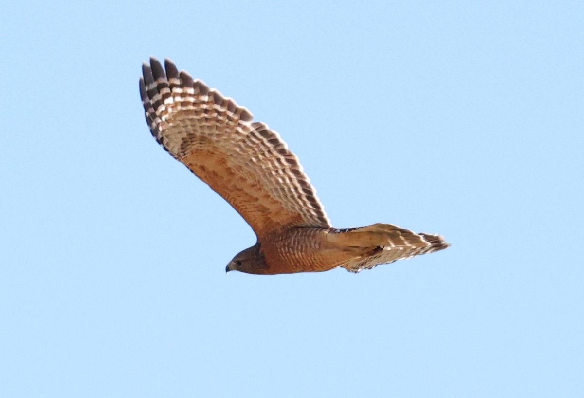 Red-shouldered Hawk - ML644681062