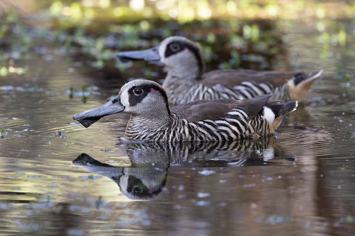 Ahate belarriarrosa - ML644681063