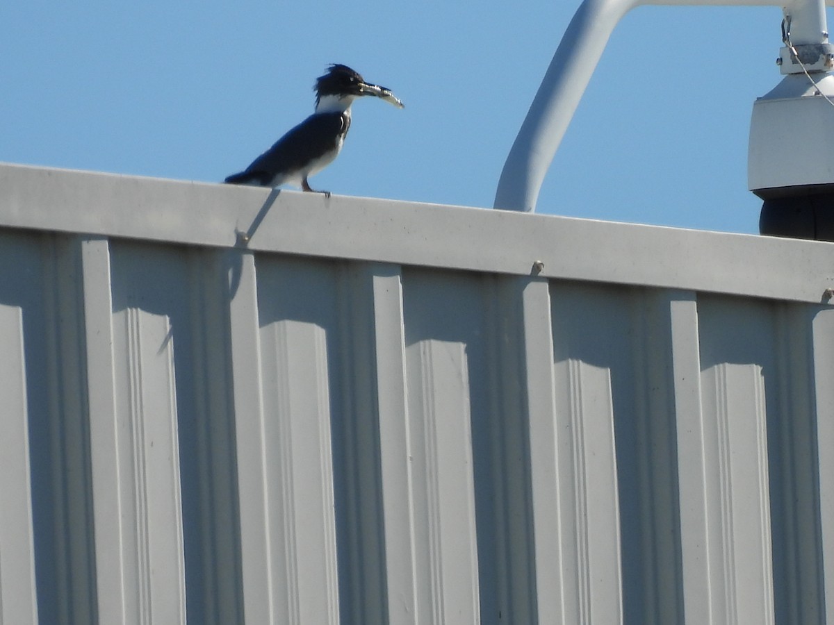 שלדג אמריקני - ML644681065