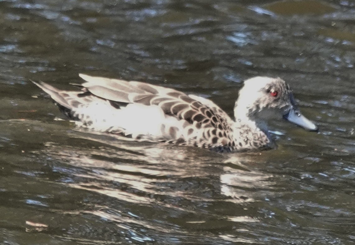 Zertzeta grisa - ML644681066