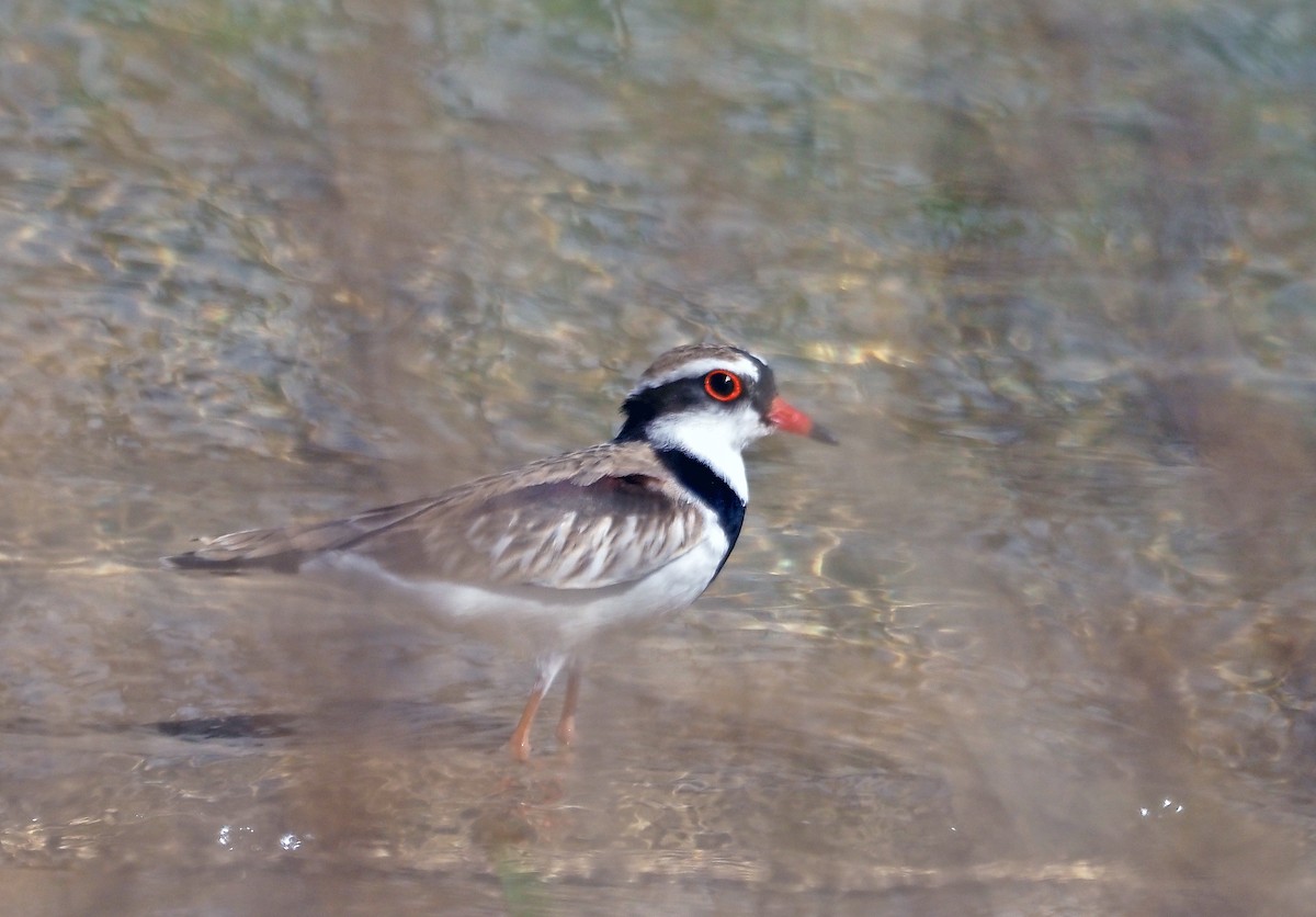 Txirritxo kopetabeltza - ML644681068