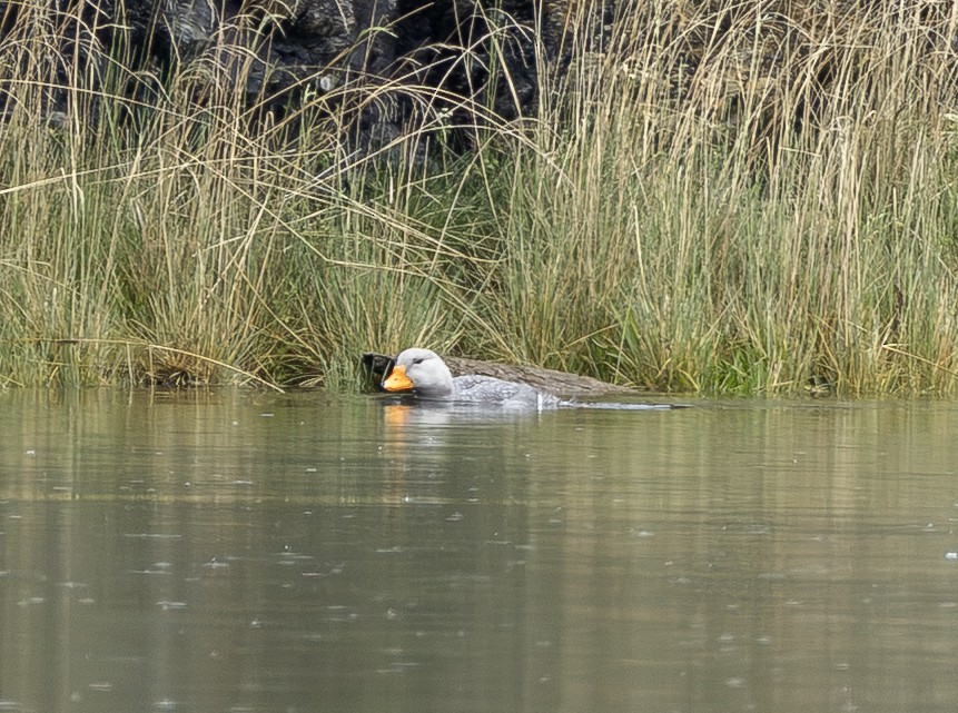 Flightless Steamer-Duck - ML644681069