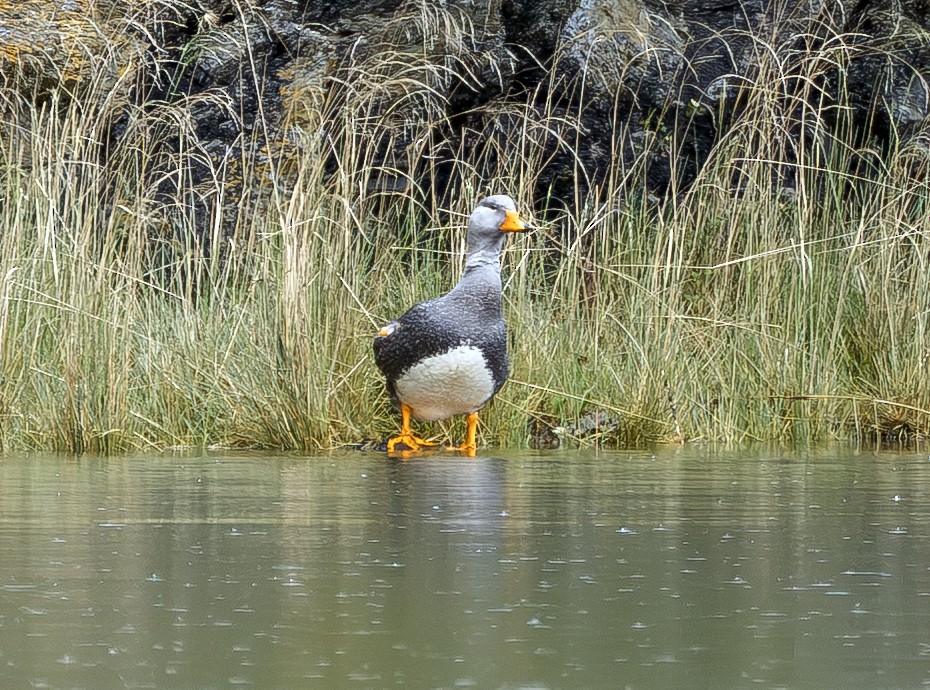 Flightless Steamer-Duck - ML644681070