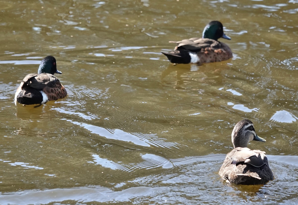 Zertzeta gaztainkara - ML644681072