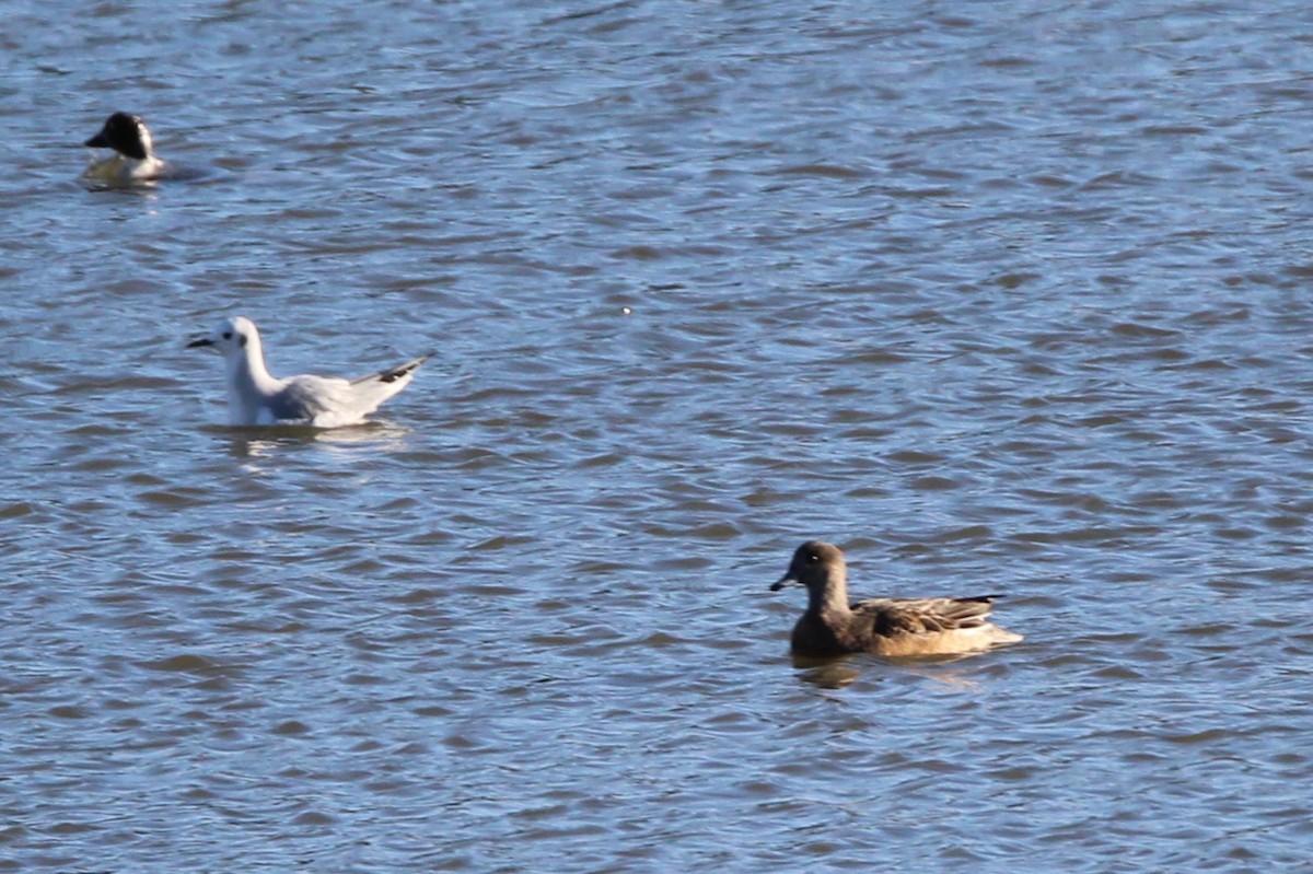 Ahate txistulari amerikarra - ML644681073