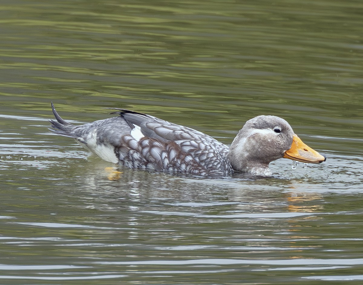 Flying Steamer-Duck - ML644681074