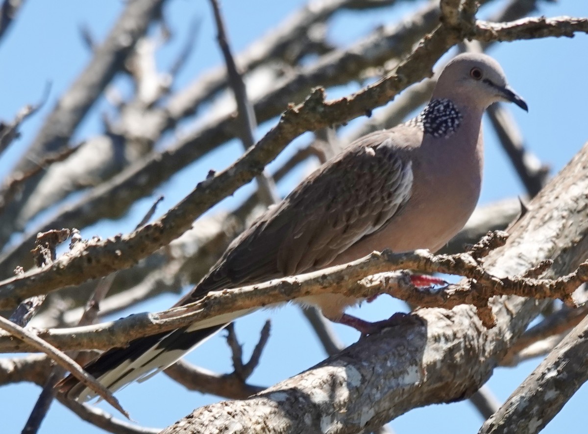 Spotted Dove - ML644681075