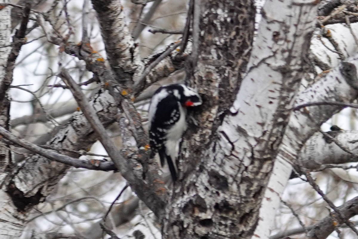 Downy Woodpecker - ML644681076