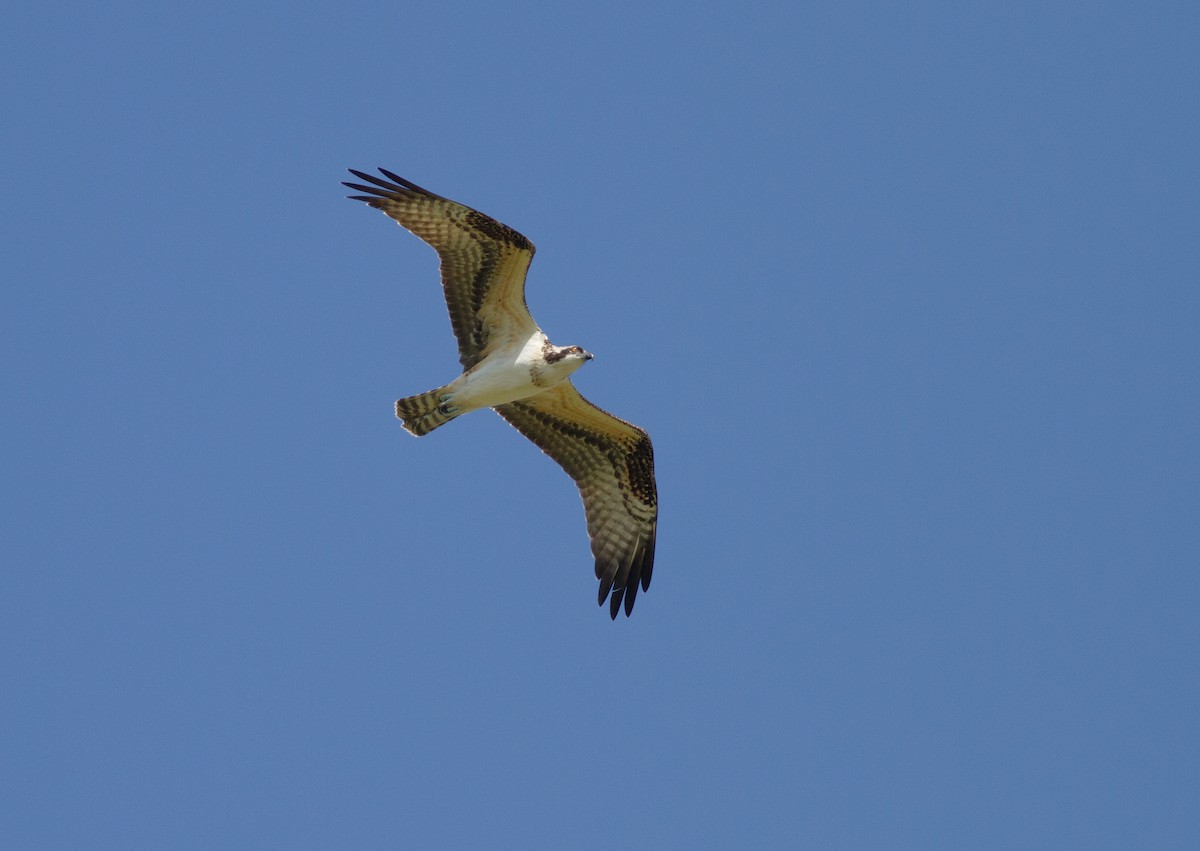 Arrano arrantzalea - ML644681077