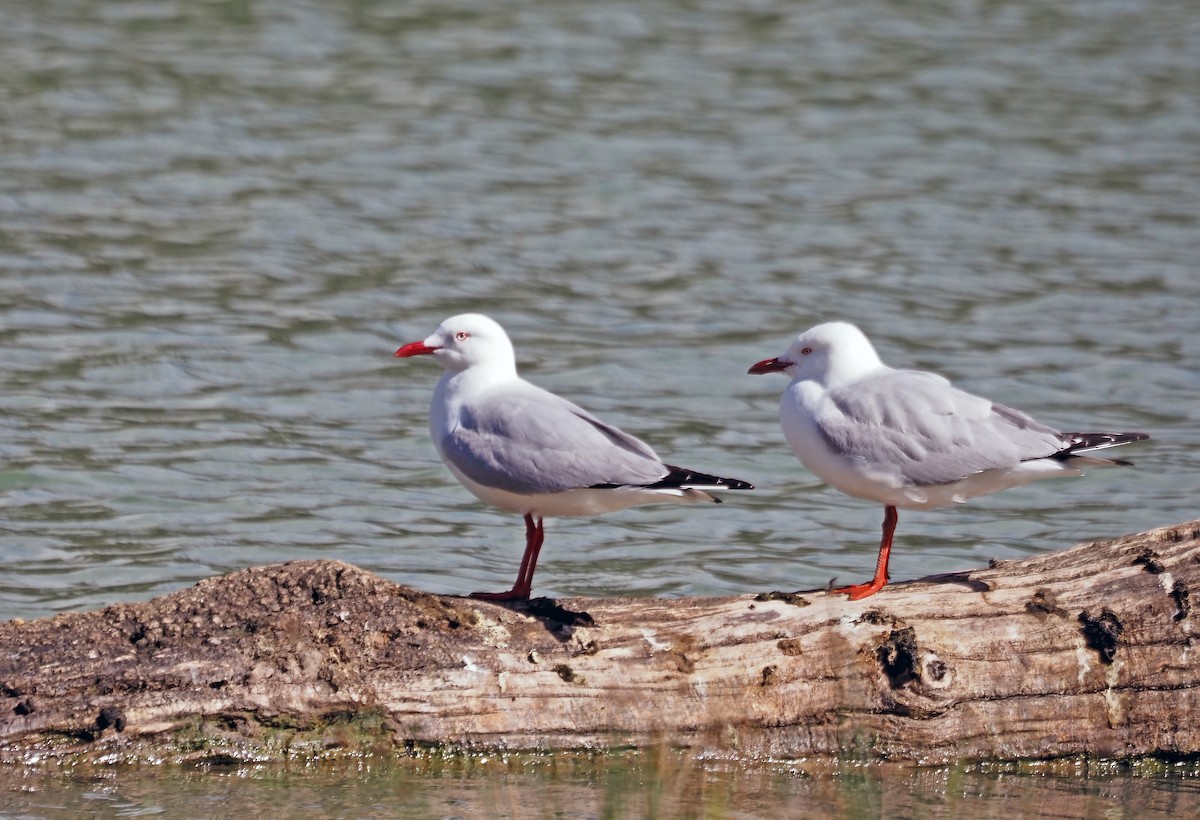 Zilar-antxeta - ML644681079