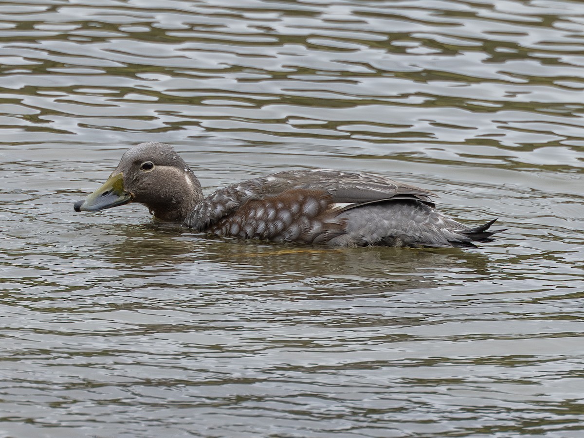 Flying Steamer-Duck - ML644681080