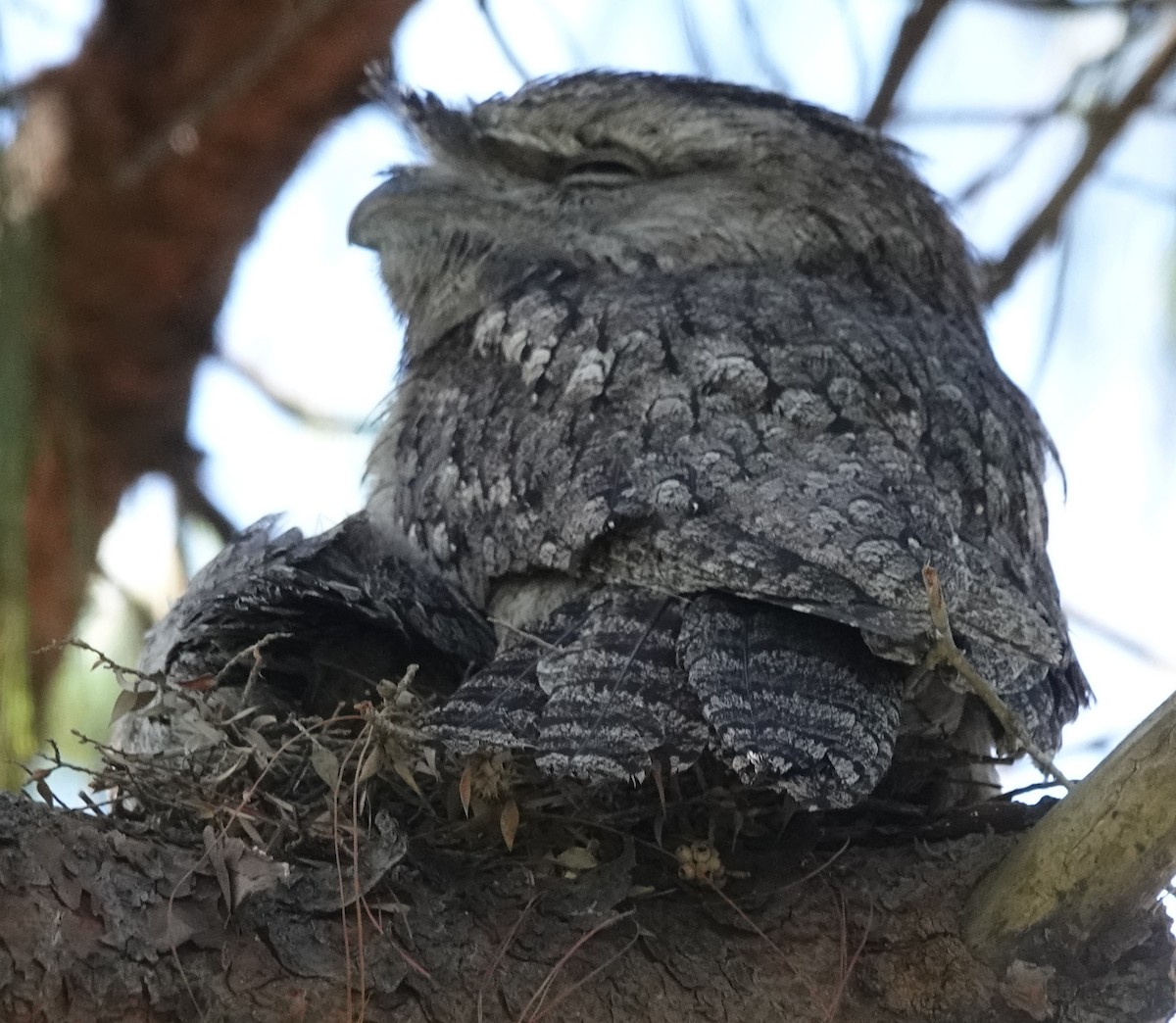 Tawny Frogmouth - ML644681082