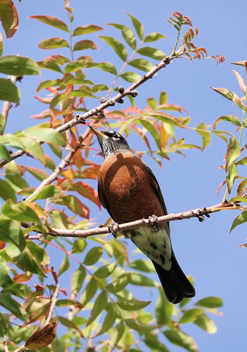 drozd stěhovavý - ML644681086