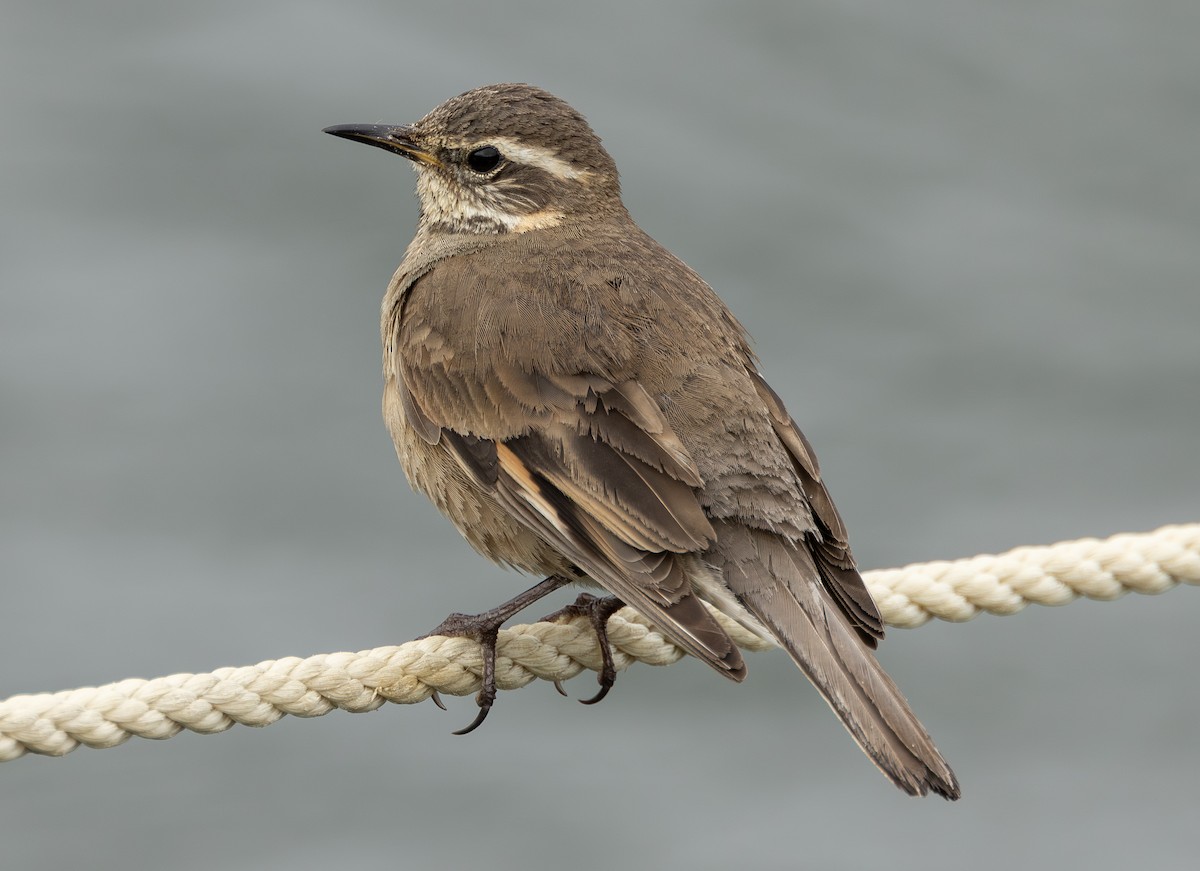 Buff-winged Cinclodes - ML644681087