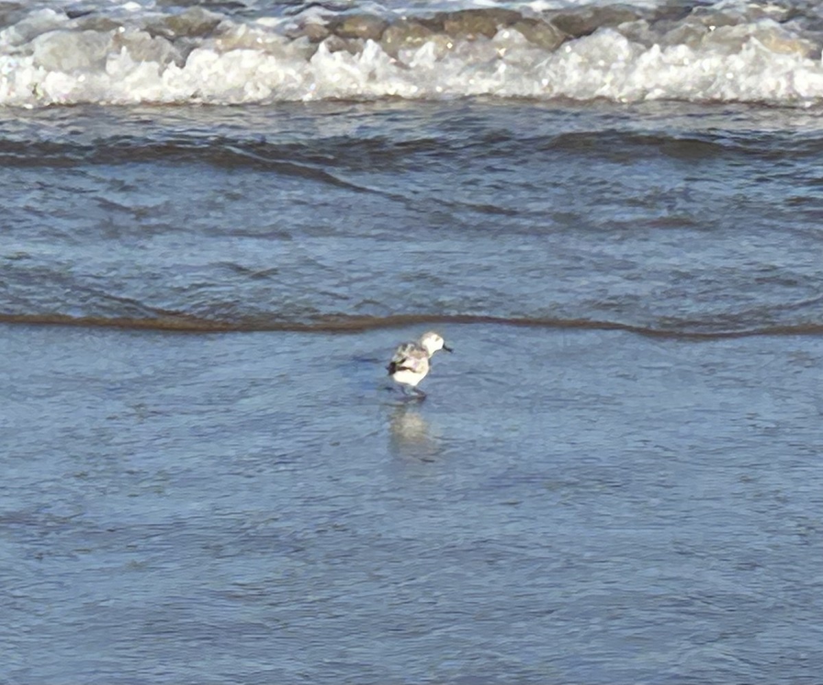 Sanderling - ML644681089