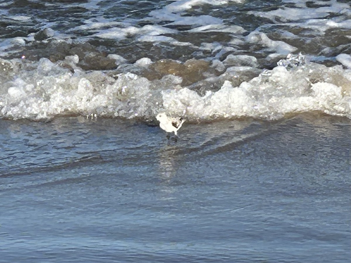 Sanderling - ML644681090