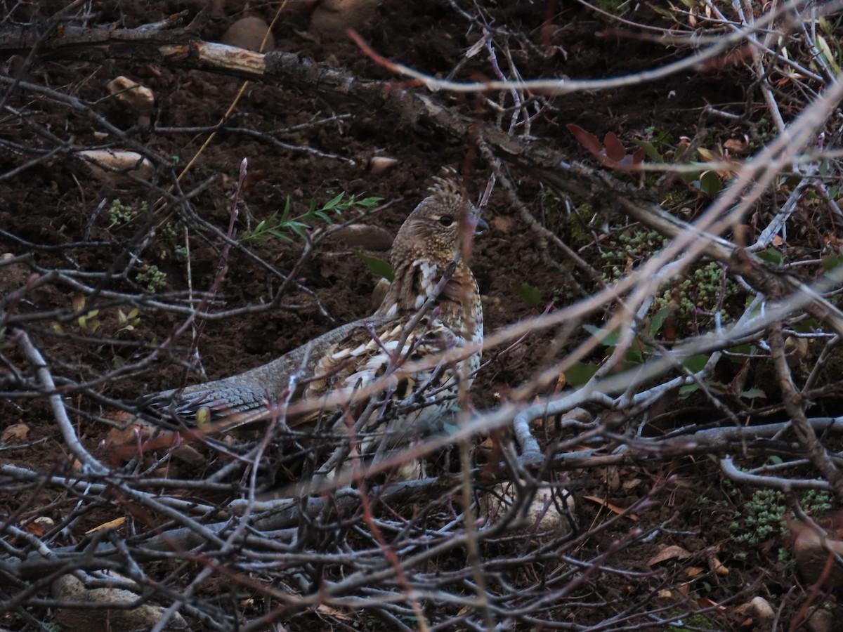 kragejerpe - ML644681097