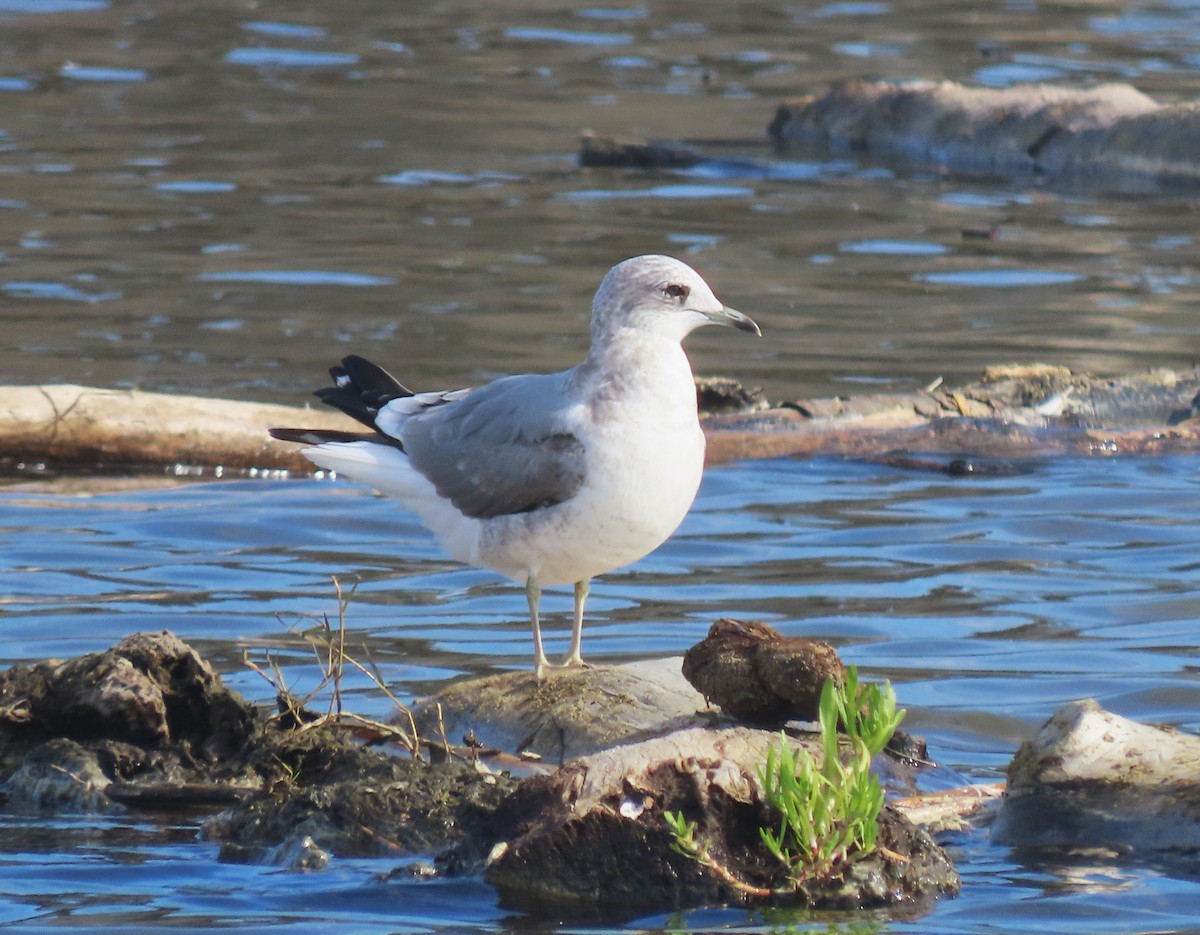 Kısa Gagalı Martı - ML644681104