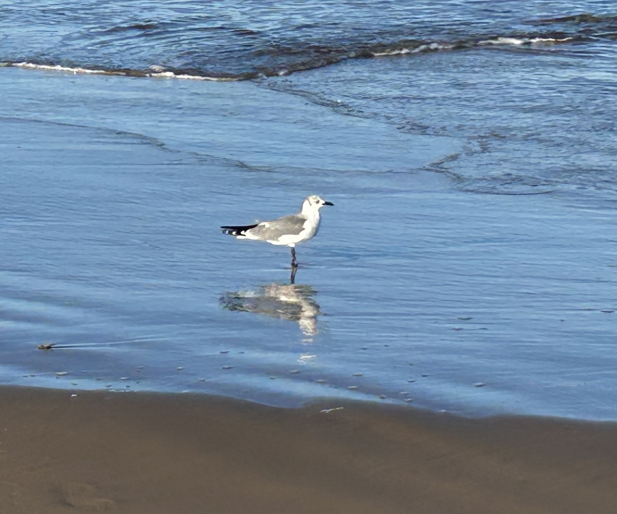 Gabbiano sghignazzante - ML644681107