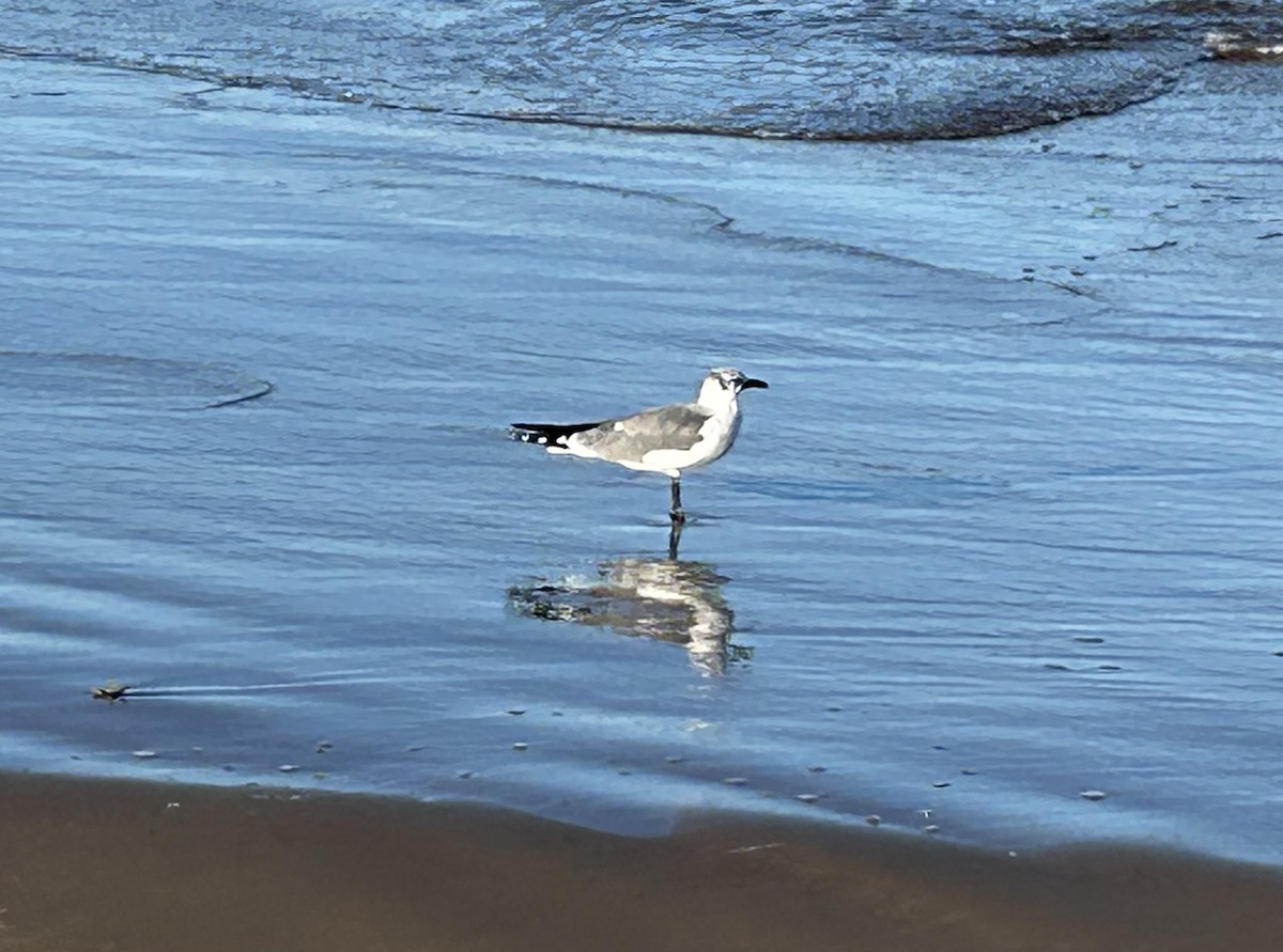 Gabbiano sghignazzante - ML644681108