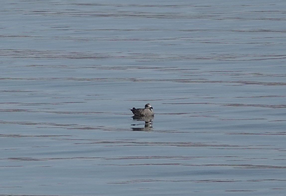 American Herring Gull - ML644681109