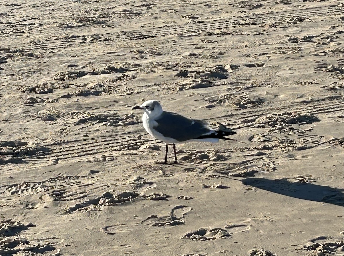 Gabbiano sghignazzante - ML644681110