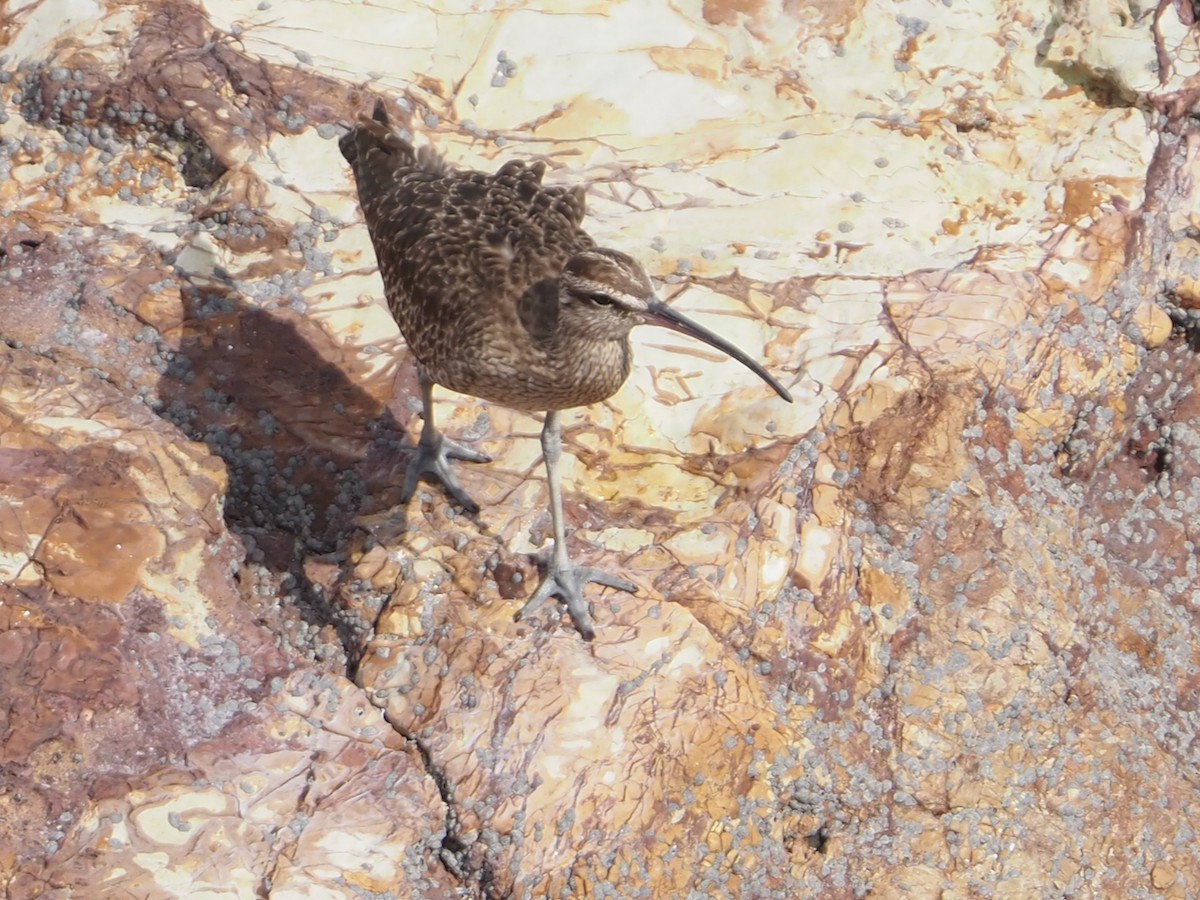 Amerika Sürmeli Kervançulluğu - ML644681115