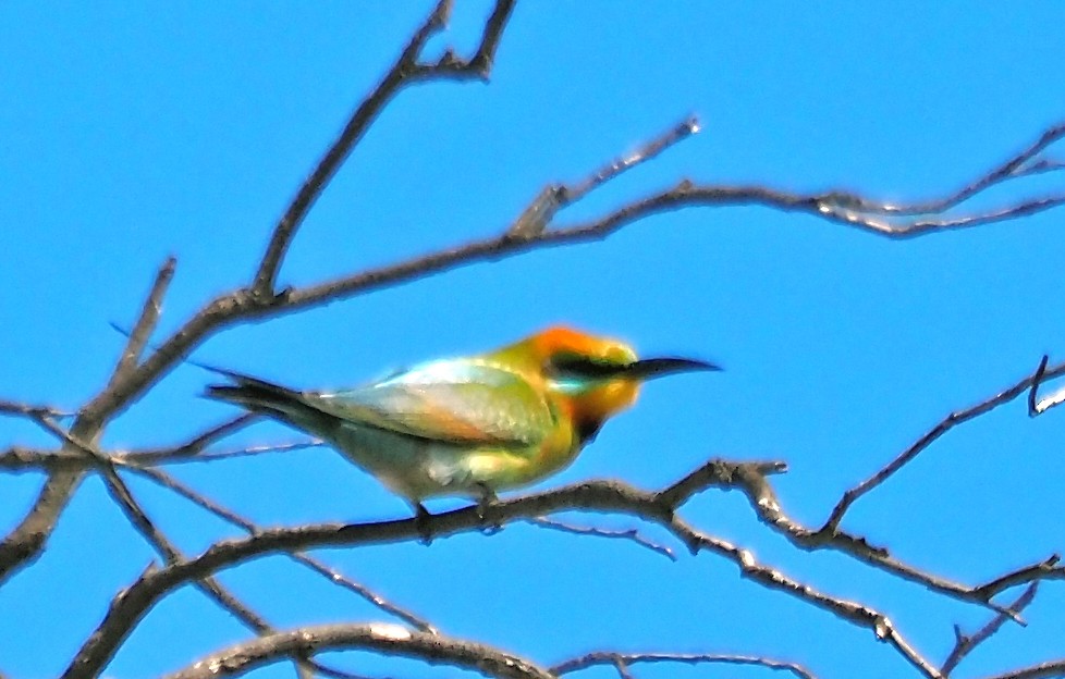 Regenbogenspint - ML644681116