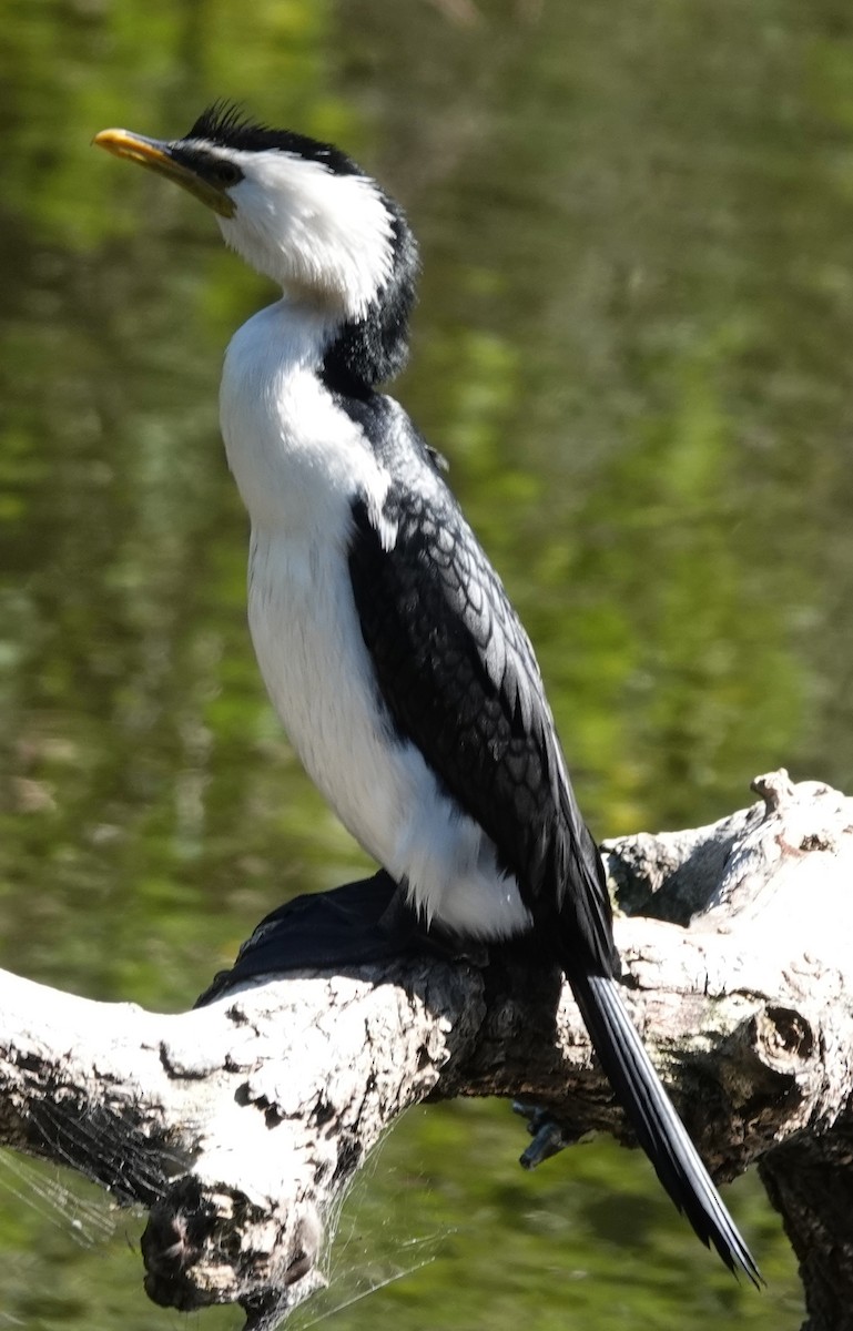 Alaca Küçük Karabatak - ML644681118