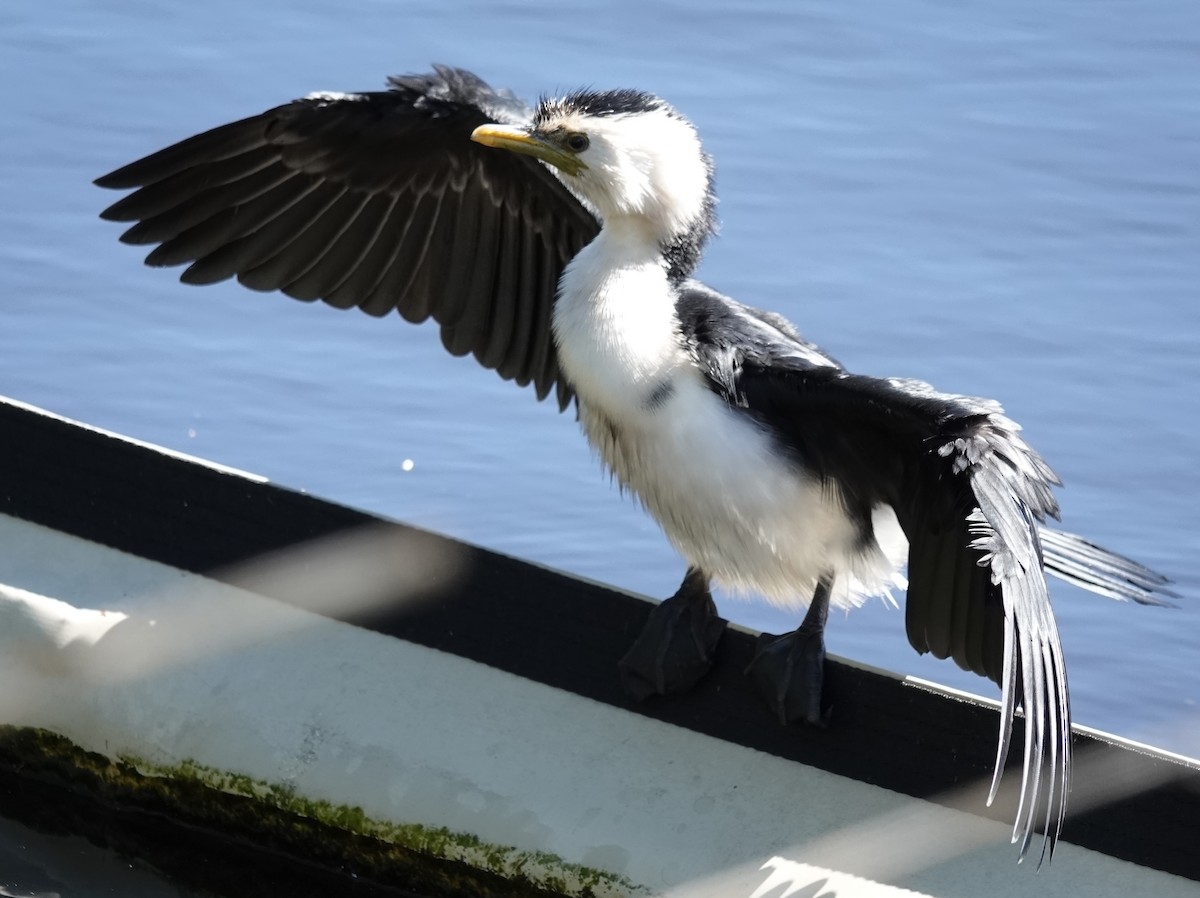 Alaca Küçük Karabatak - ML644681119