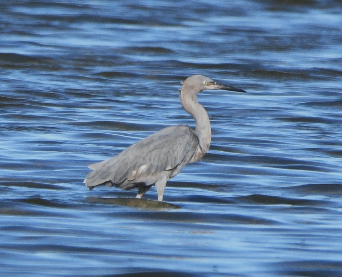 Kızılca Balıkçıl - ML644681121