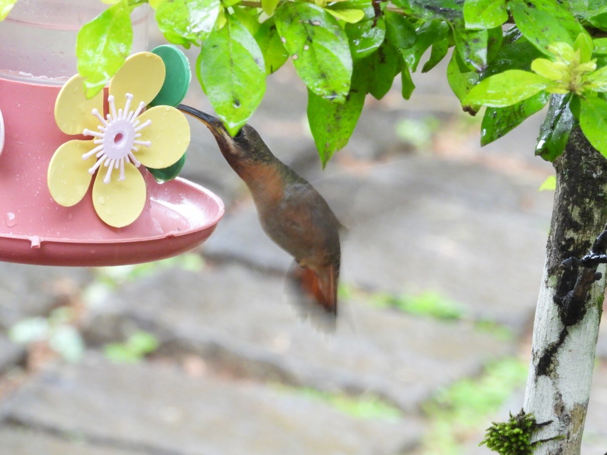 Kızıl Göğüslü Hermit - ML644681122