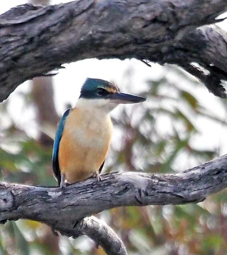 Kutsal Yalıçapkını - ML644681123