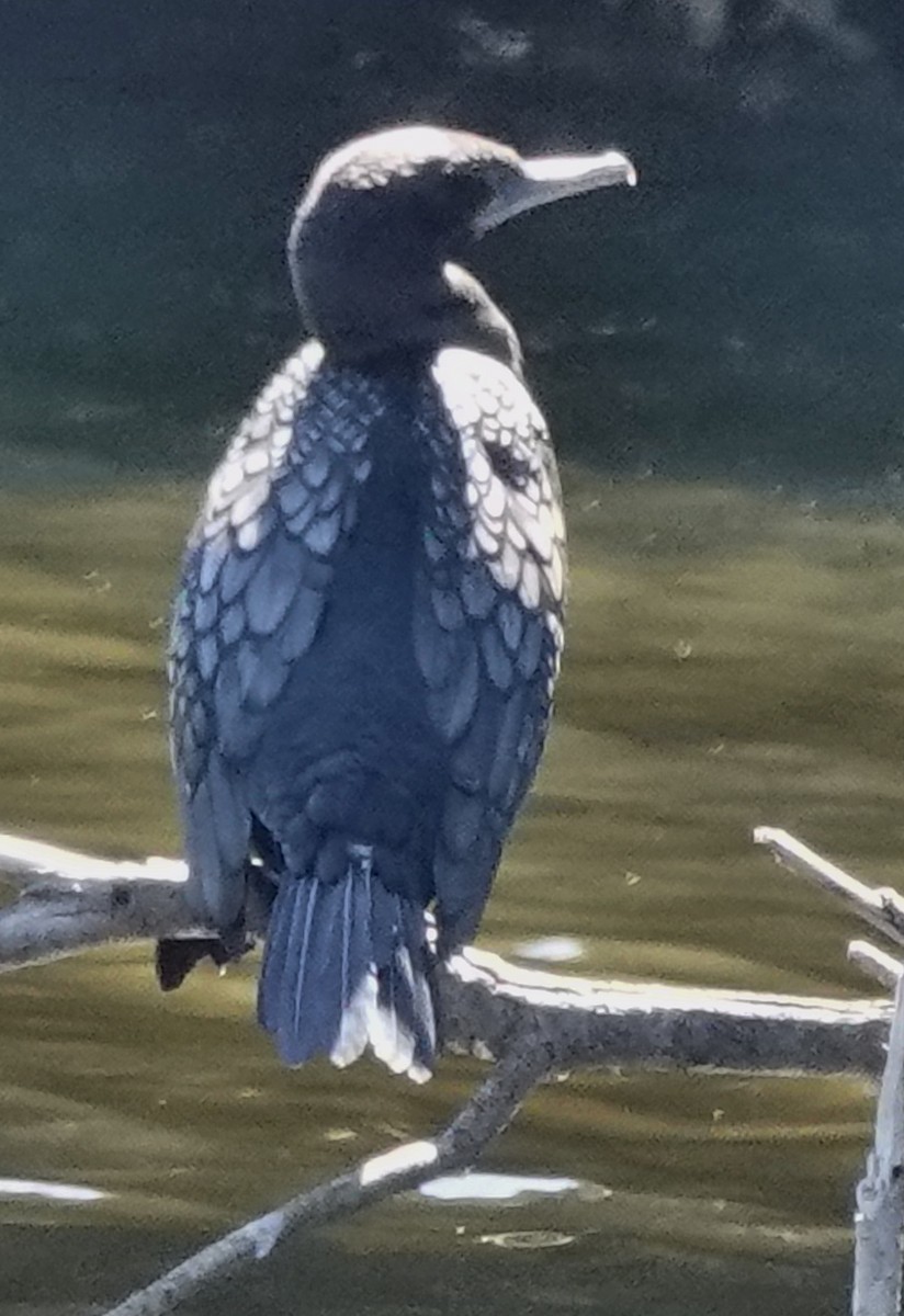 Kömür Karabatağı - ML644681124