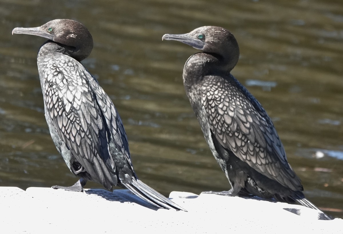 Kömür Karabatağı - ML644681125