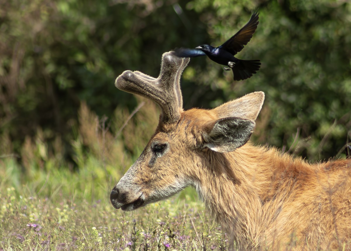 Parlak İnekkuşu - ML644681126