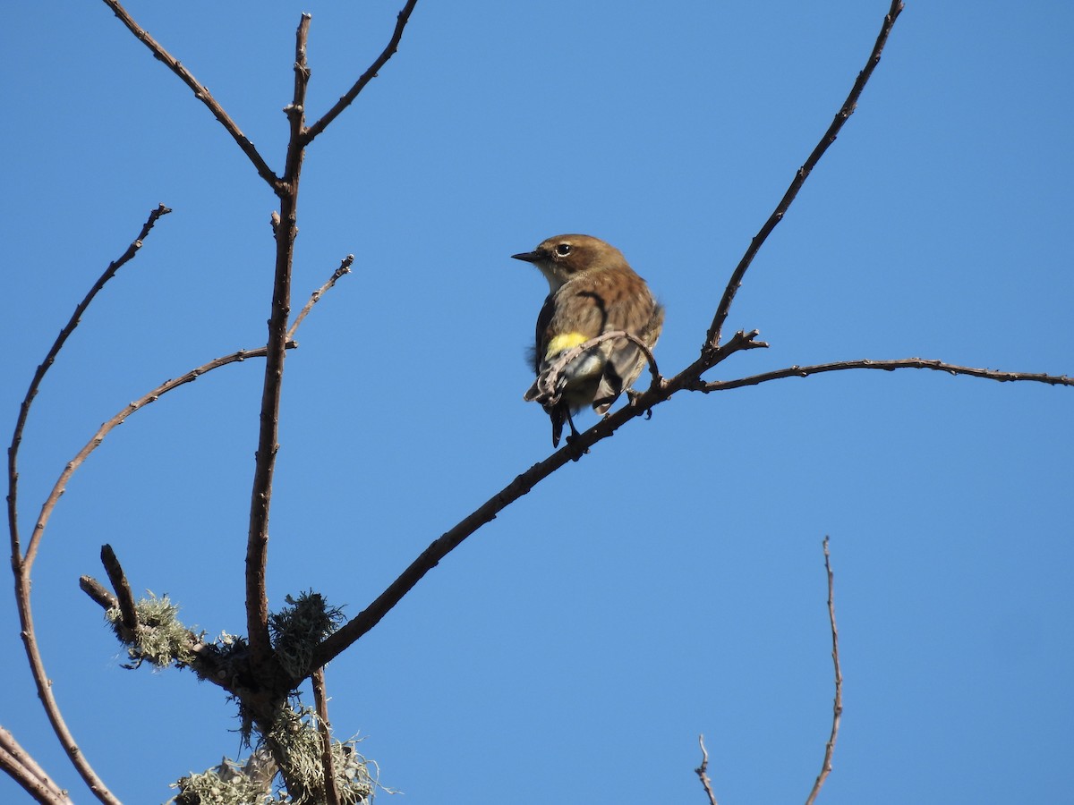 Taçlı Ötleğen - ML644681127