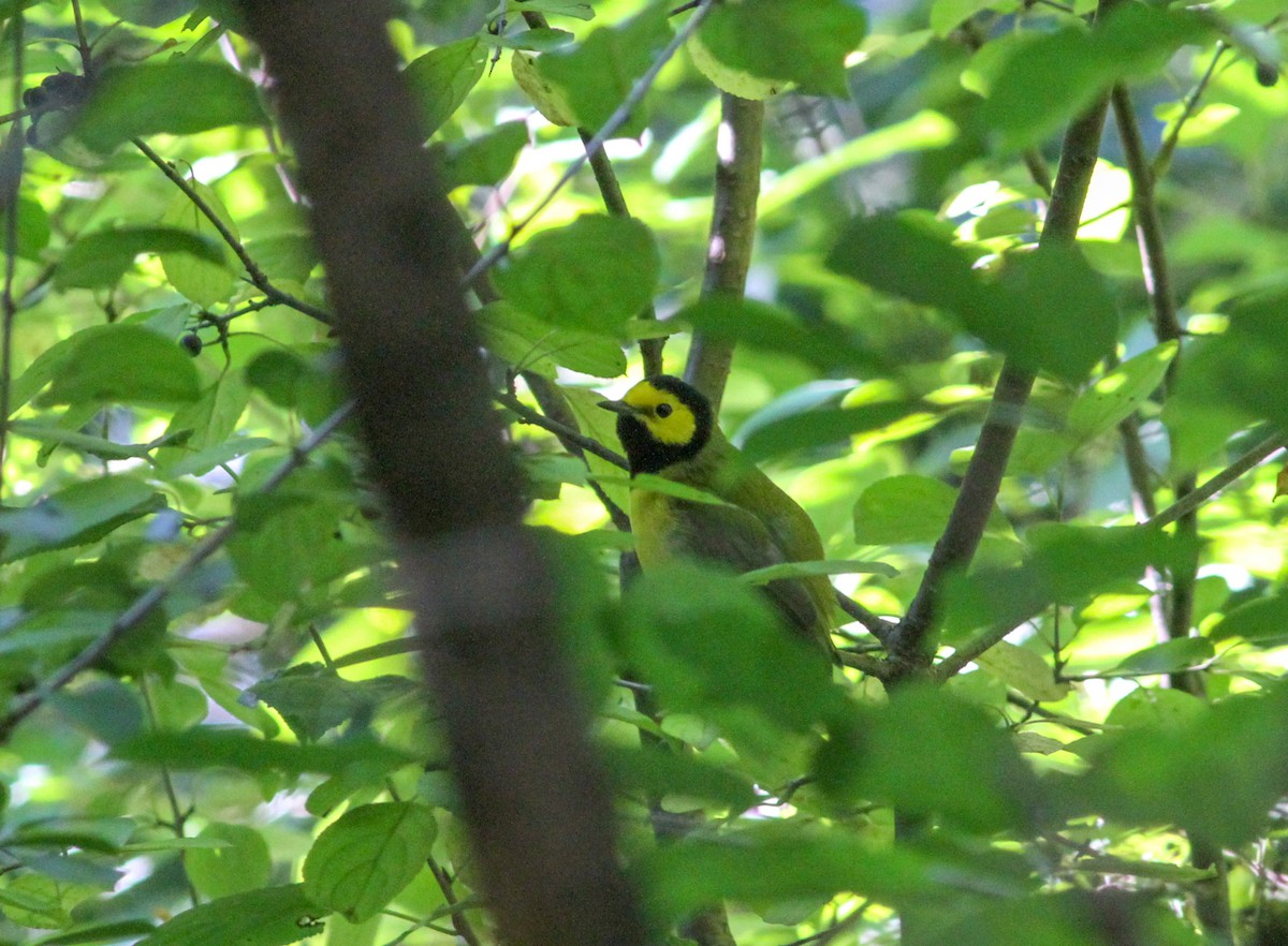 Sarı Yüzlü Ötleğen - ML644681128