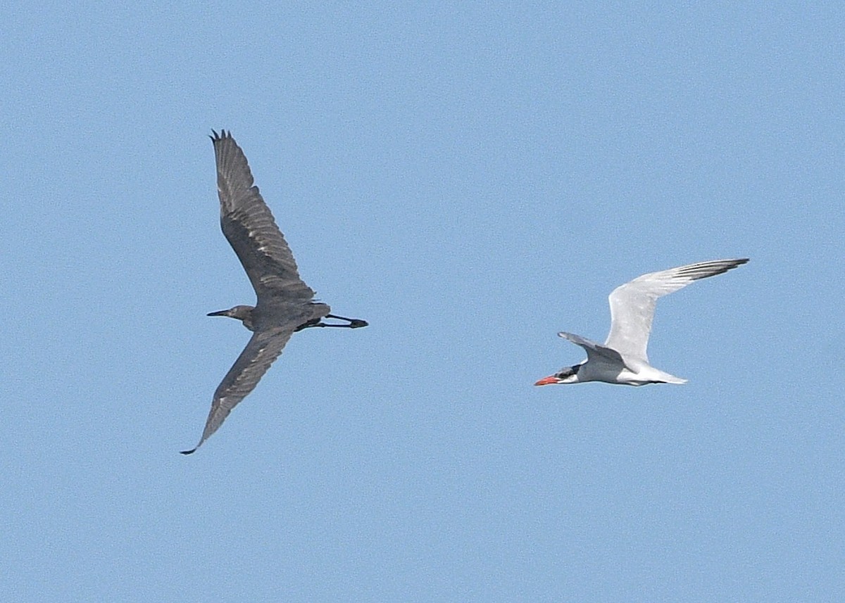 Kızılca Balıkçıl - ML644681131