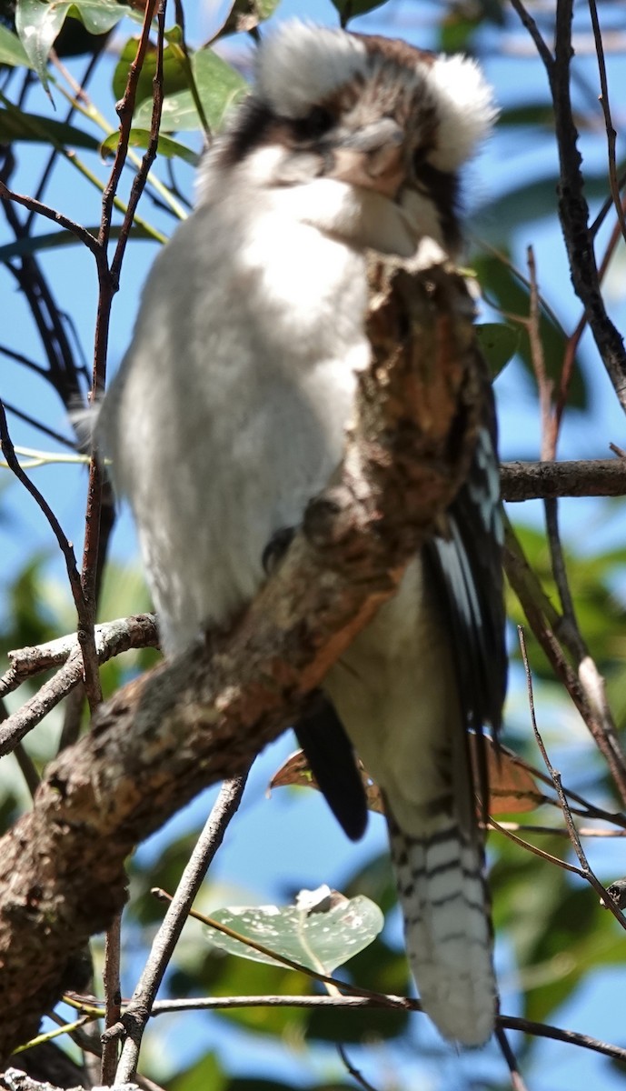 Kukabura - ML644681132