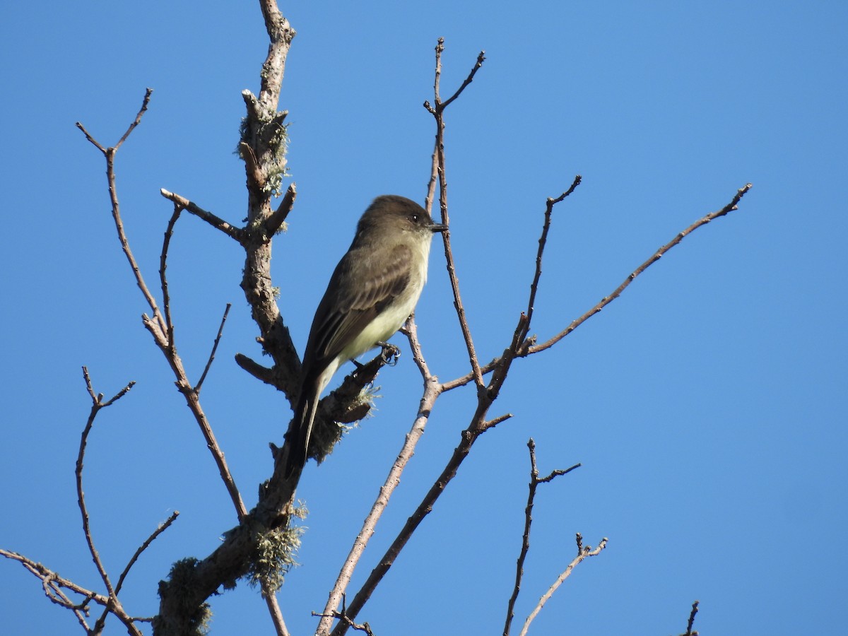 Ak Karınlı Fibi - ML644681133