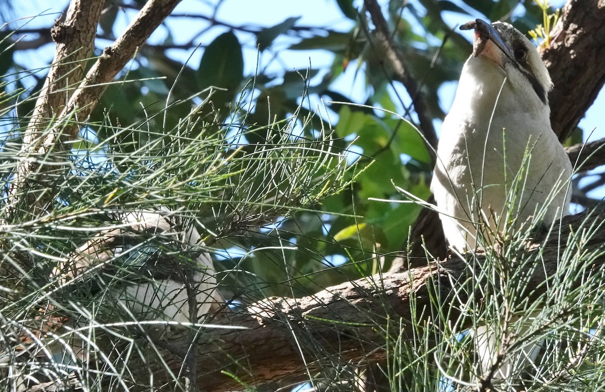 Kukabura - ML644681134