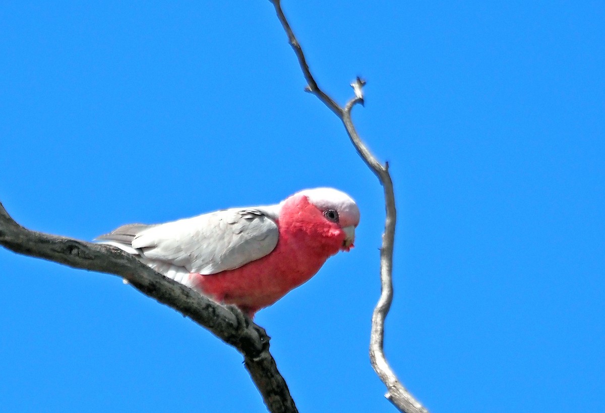 Gül Rengi Kakadu - ML644681137