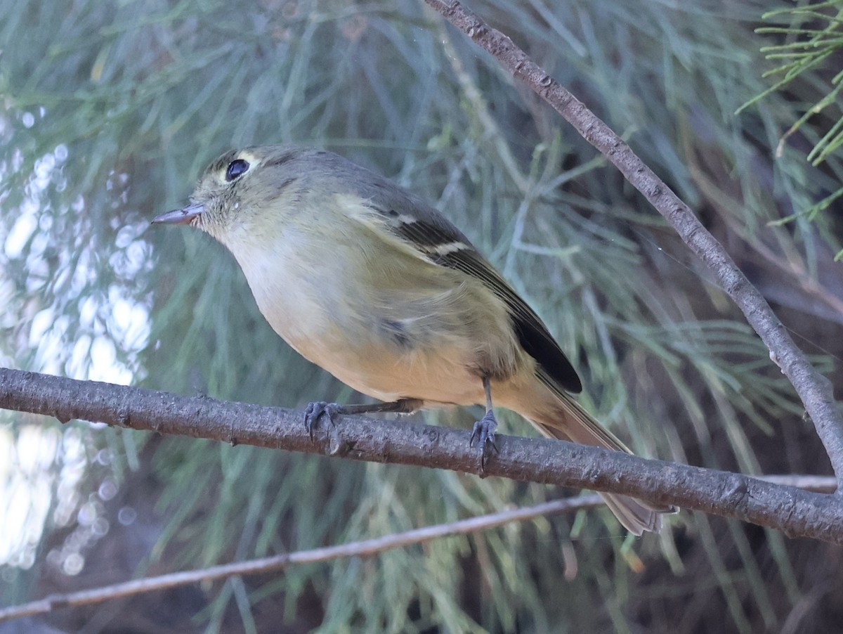 Hutton Vireosu - ML644681139