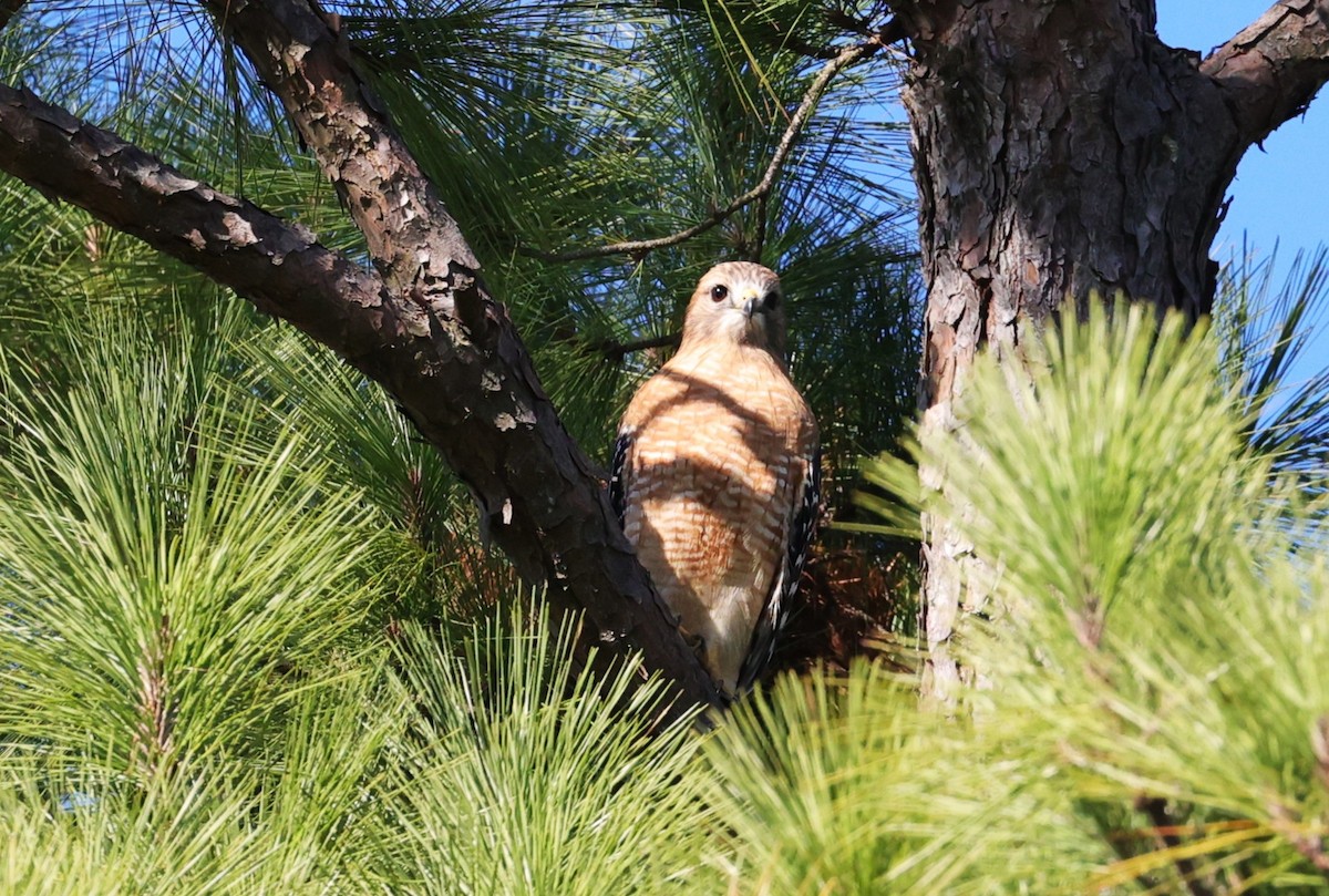 Kızıl Omuzlu Şahin - ML644681141