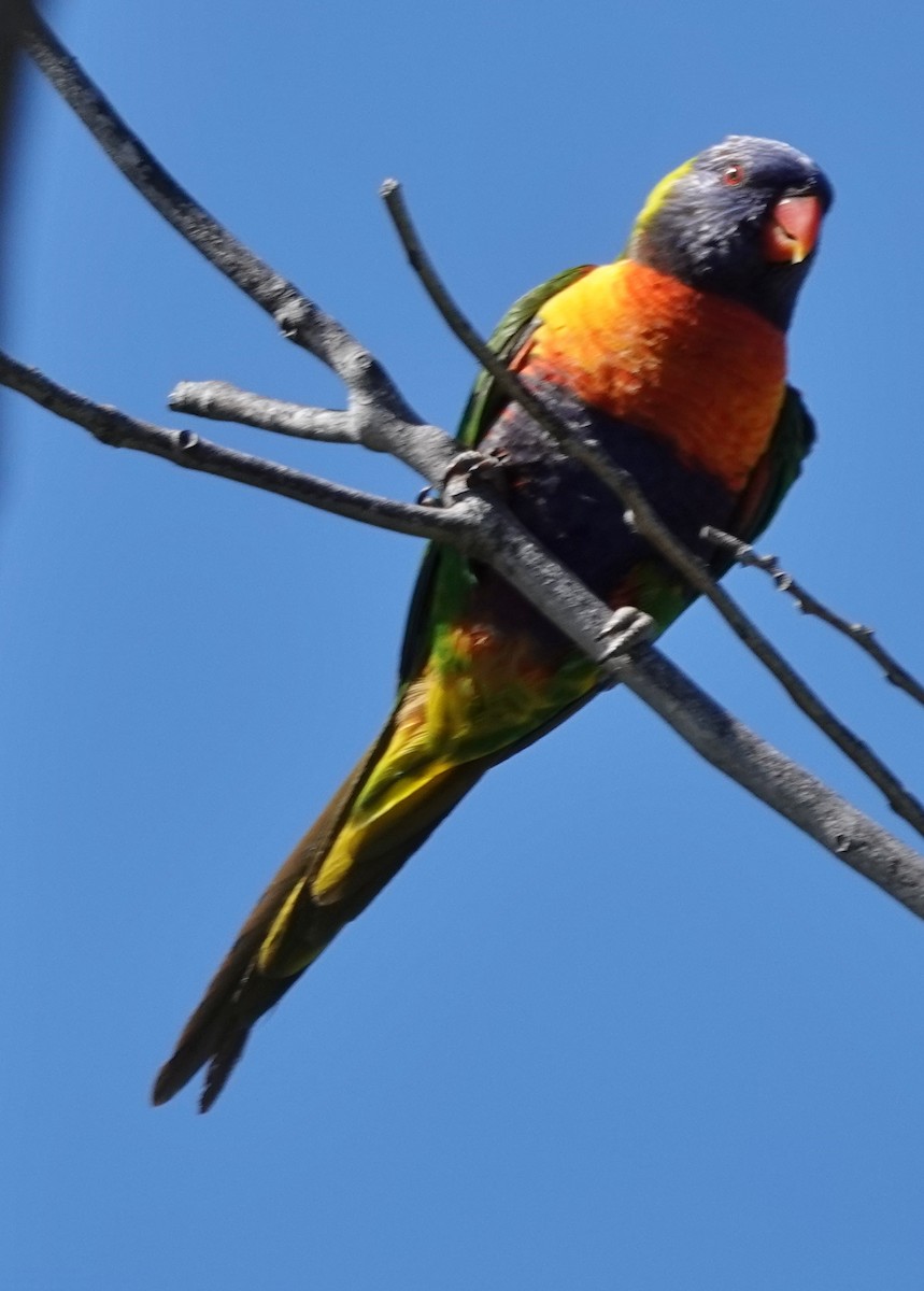 Gökkuşağı Renkli Loriket - ML644681145