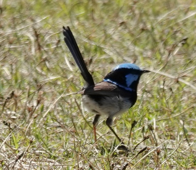 Muhteşem Peribülbülü - ML644681149