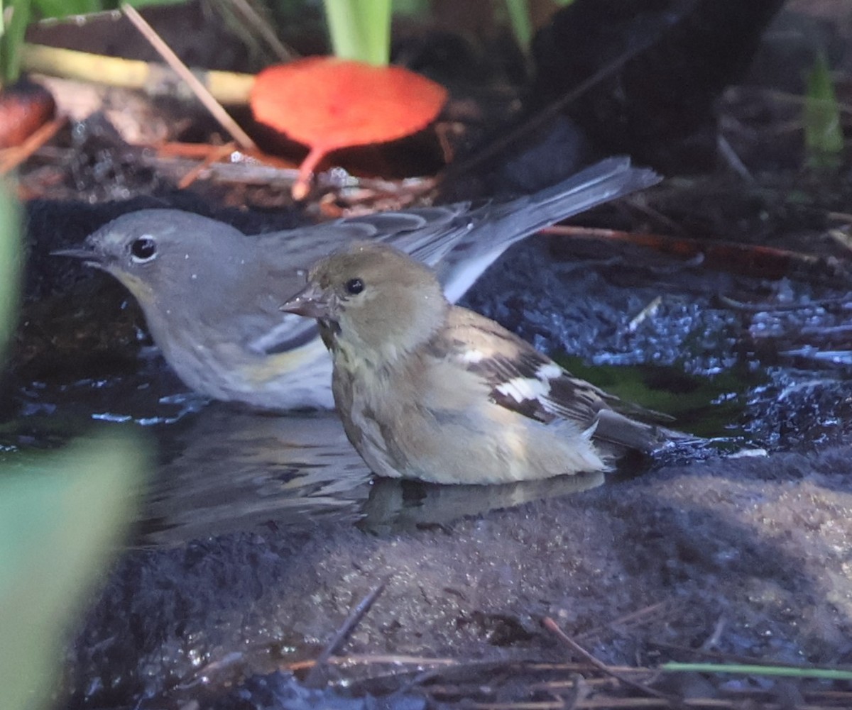 Altın İskete - ML644681150