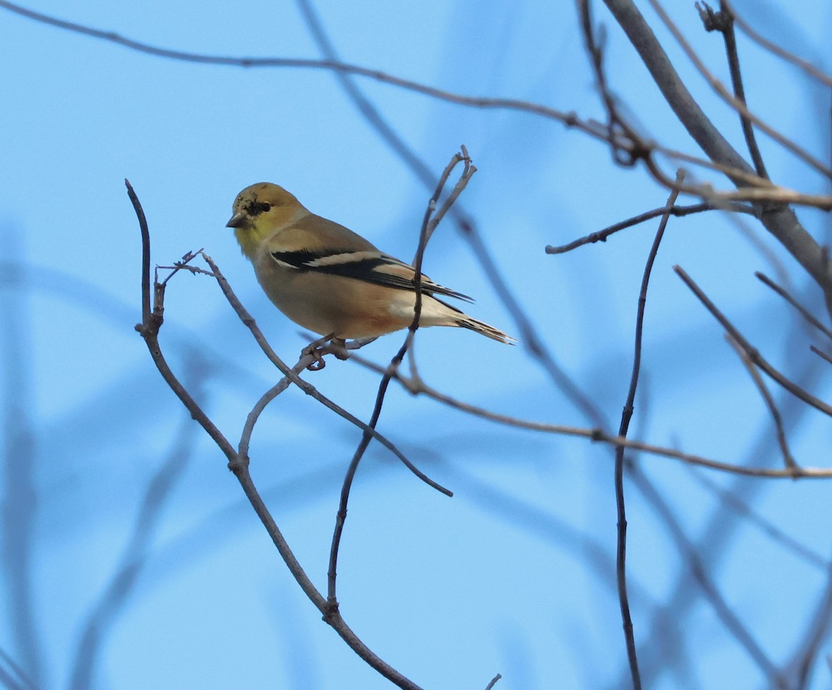 Altın İskete - ML644681151